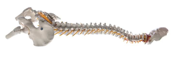 Forward Head Posture and Decreased Lordotic Curvature of the Cervical Spine Forward Head Posture and Decreased Lordotic Curvature of the Cervical Spine